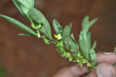 Polygala chinensis